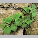 Asarina procumbens