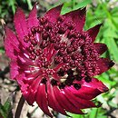 Astrantia major Ruby Wedding