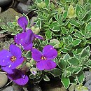 Aubrieta ×cultorum Dr. Mules Variegata