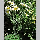 Tanacetum balsamita (wrotycz balsamiczny)