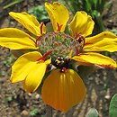 Berlandiera lyrata