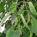 Betula papyrifera (brzoza papierowa)