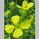 Brassica nigra (kapusta czarna)