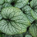 Brunnera macrophylla Jack Frost
