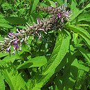Buddleja japonica (buddleja japońska)