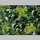 Bupleurum fruticosum