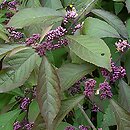 Callicarpa bodinieri (pięknotka Bodiniera)