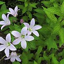 Campanula lactiflora (dzwonek kremowy)