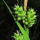 Carex pallescens (turzyca blada)