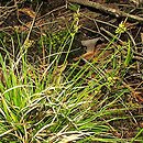 Carex pilulifera (turzyca pigułkowata)