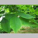Carya glabra