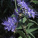 Caryopteris (barbula)