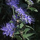 Caryopteris ×clandonensis (barbula klandońska)