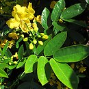 Cassia occidentalis