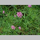 Centranthus angustifolius