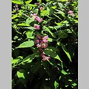 Chelone glabra