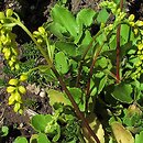 Chiastophyllum oppositifolium (chiastofil naprzeciwlistny)