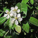 Choisya ternata (czojsia trójlistkowa)