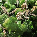 Actaea japonica (pluskwica japońska)