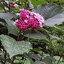 Clerodendrum (szczęślin)