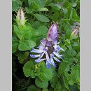 Plectranthus caninus