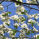 Cornus nuttallii (dereń Nuttalla)