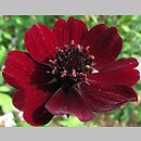 Cosmos atrosanguineus (kosmos krwistoczerwony)