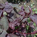 Cryptotaenia japonica var. atropurpurea (kryptotenia japońska 