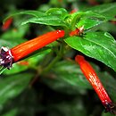 Cuphea (kufea)