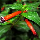 Cuphea ignea (kufea ognista)