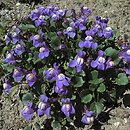 Cymbalaria pallida (cymbalaria blada)