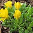 Delosperma congestum (słonecznica zwarta)