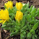 Delosperma (słonecznica)
