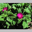 Delosperma harazianum