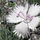 Dianthus gratianopolitanus Greystone