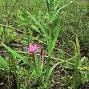 Dianthus armeria (goździk kosmaty)