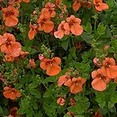 Diascia