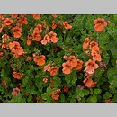 Diascia vigilis (diascja)