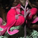 Dicentra (serduszka)