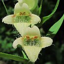 Digitalis lutea (naparstnica żółta)