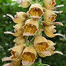 Digitalis ferruginea (naparstnica rdzawa)