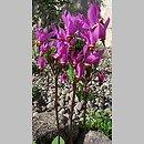 Primula meadia (bożykwiat Meada)