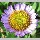 Erigeron glaucus (przymiotno sine)