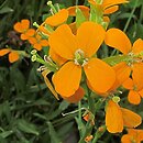 Erysimum pulchellum Altgold