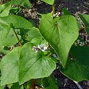 Fagopyrum (gryka)