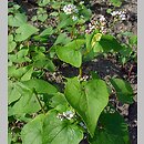 Fagopyrum esculentum (gryka zwyczajna)