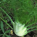 Foeniculum vulgare (fenkuł włoski)