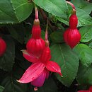 Fuchsia Voltaire