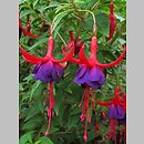 Fuchsia magellanica (fuksja magellańska)