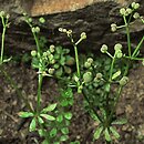Galium saxatile (przytulia hercyńska)